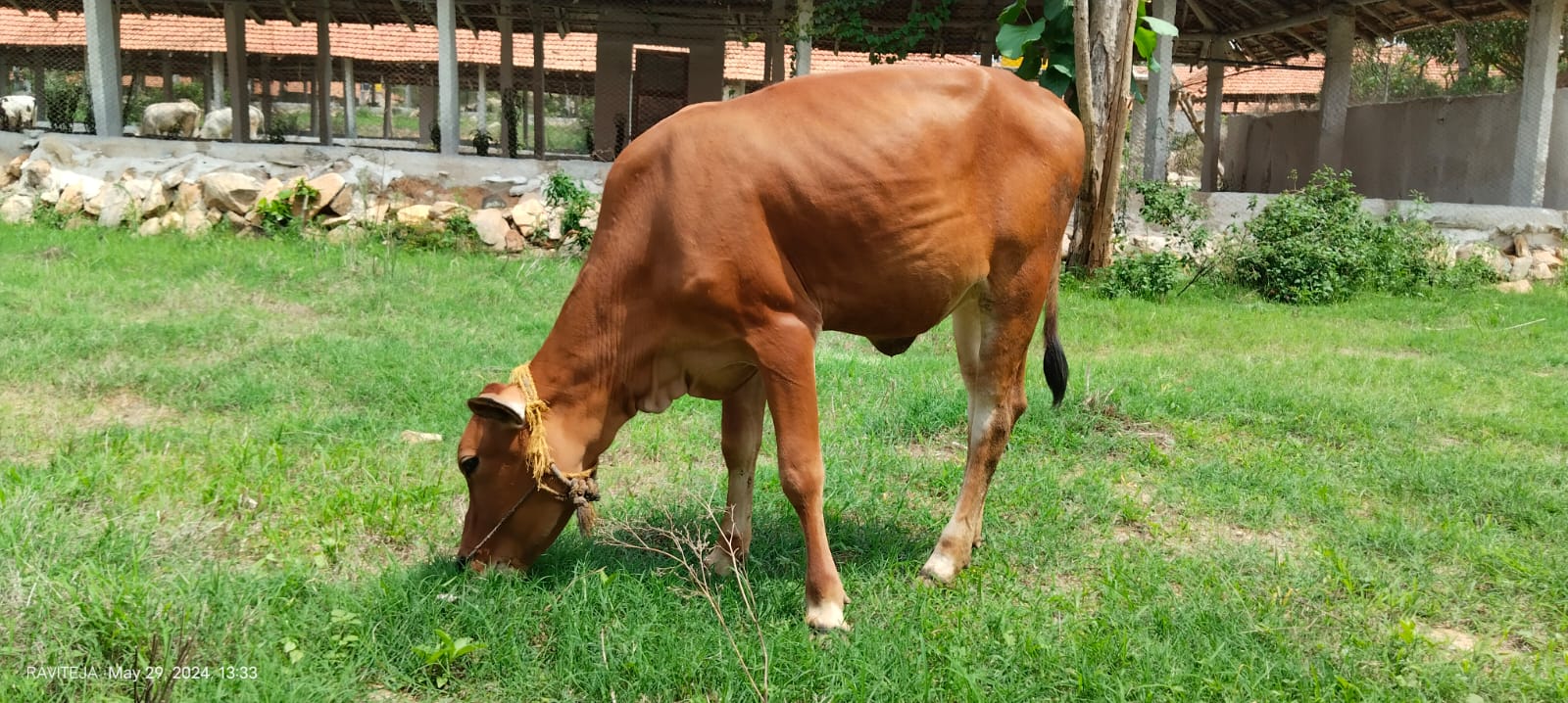 Healthy cow at HasuMane partner farm