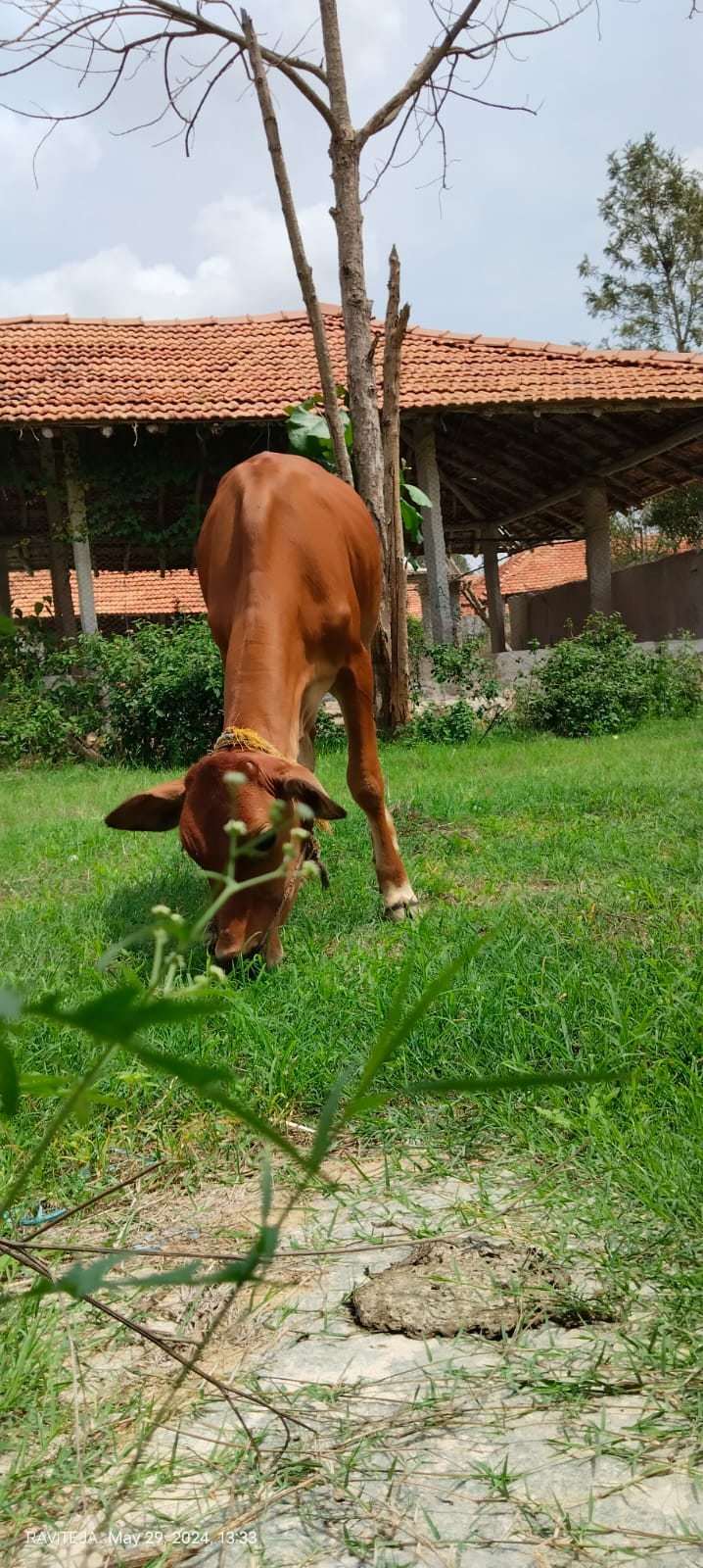 Young calf at a partner farm