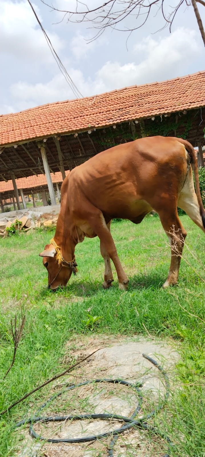 Cow grazing at a partner farm